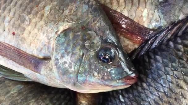 Nil Tilapia Balığı Plastik Emaye Takımında — Stok video