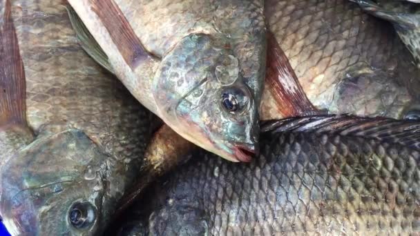 Nil Tilapia Fisch Auf Kunststoff Emaille — Stockvideo