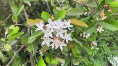 Bahçedeki beyaz karonda çiçeği