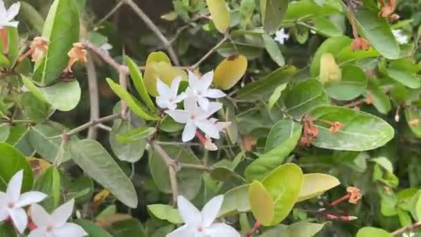 Белый Цветок Каронды Саду — стоковое видео