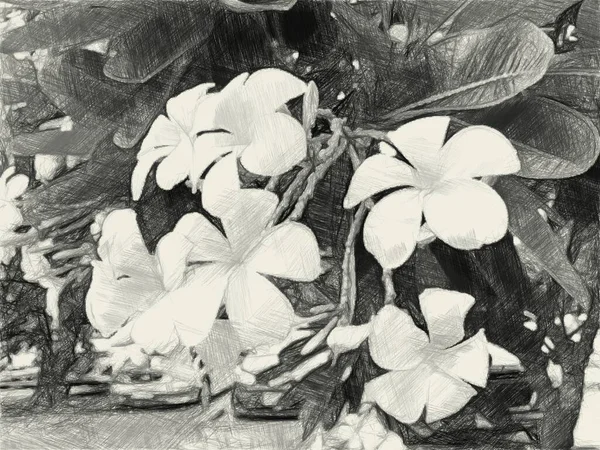 Kunst Zeichnung Schwarz Und Weiß Von Plumeria Blume — Stockfoto