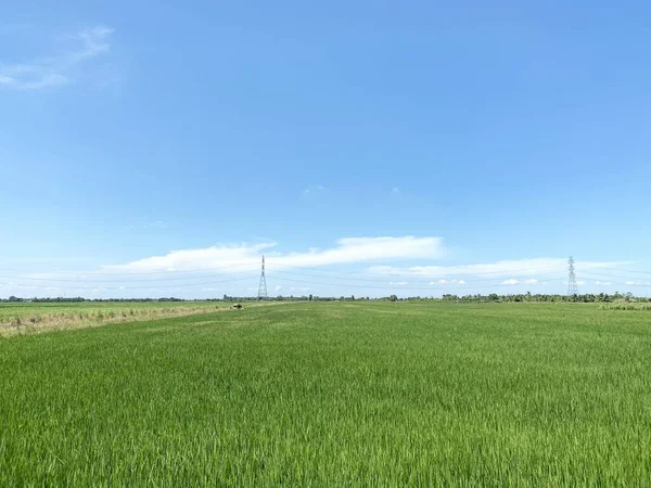 Zielone Pole Ryżu Kraju Tajlandia — Zdjęcie stockowe