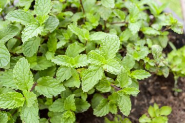 Doğa bahçesindeki nane bitkilerini kapatın.