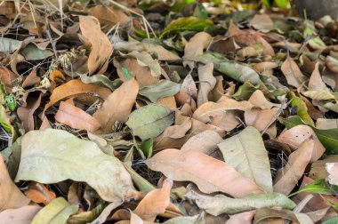 Sonbahar bahçesinde kuru mango yaprakları.