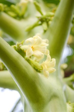 doğa bahçesinde papaya çiçek