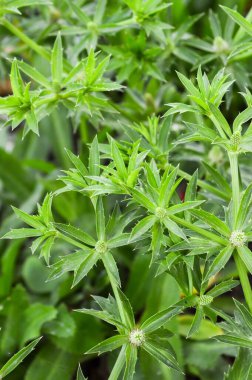 Doğa bahçesinde taze yeşil eryngium foetidum bitkisi
