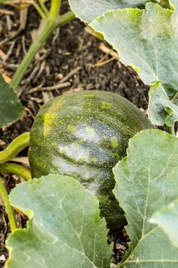 Bahçedeki yeşil balkabağı ağacı