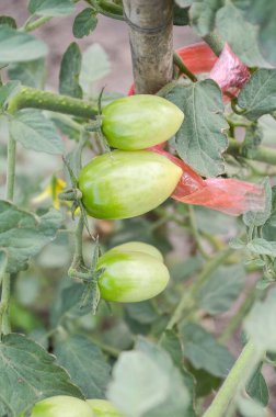 Domates meyvesi doğa bahçesinde