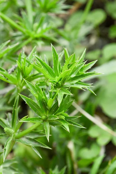 Verde Fresco Eryngium Foetidum Pianta Nel Giardino Naturale — Foto Stock