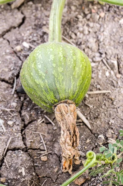 Árbol Calabaza Verde Jardín — Foto de Stock