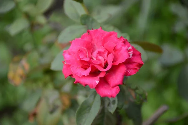 緑の庭にピンクのバラの花 — ストック写真