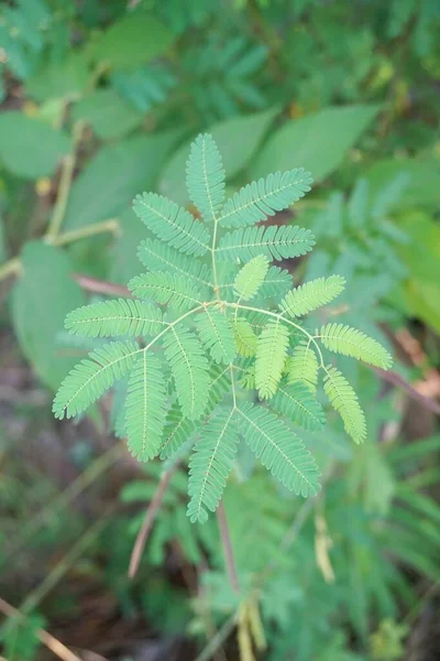 Mimosa Pudica Plante Sur Sol — Photo