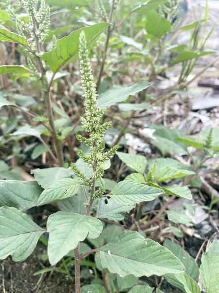 Świeże Zielone Drzewo Amaranthus Viridis Ogrodzie Przyrody — Zdjęcie stockowe