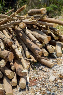 Ormansız ormanda ağaç kesimi