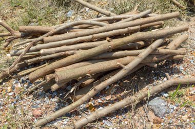 Ormansız ormanda ağaç kesimi