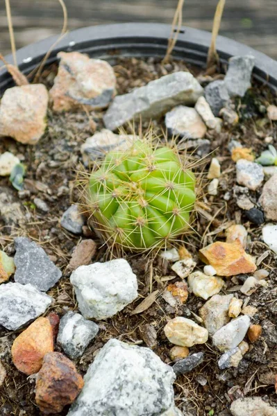 Albero Cactus Verde Nel Giardino Naturale — Foto Stock