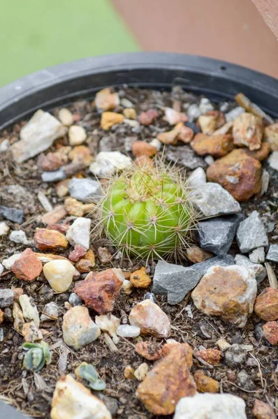 Albero Cactus Verde Nel Giardino Naturale — Foto Stock