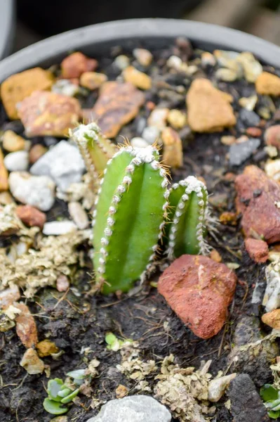 Albero Cactus Verde Nel Giardino Naturale — Foto Stock