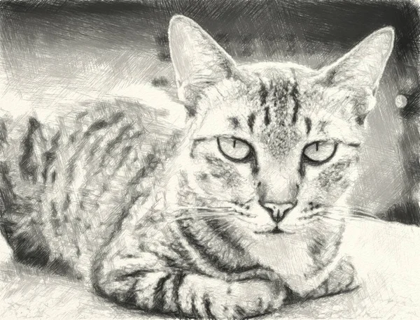 Dessin Art Noir Blanc Chat Mignon — Photo