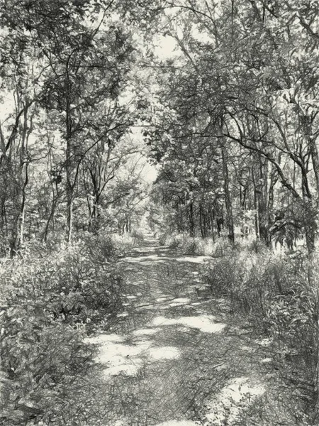 Dibujo Arte Blanco Negro Camino Bosque —  Fotos de Stock