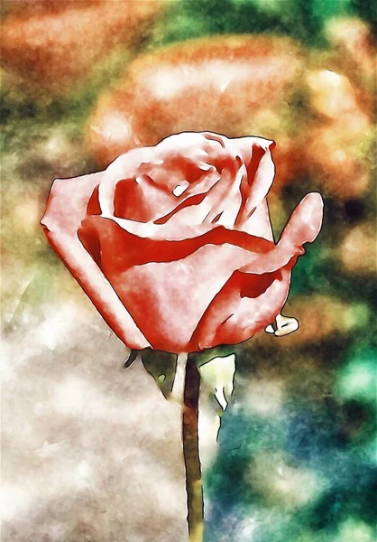 Kunst Aquarell Von Rosa Rose Blume — Stockfoto