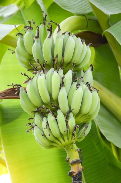 Banánfa Természetben Kert — Stock Fotó