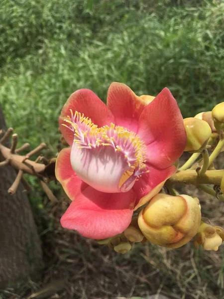 Fleur Sal Dans Jardin Naturel — Photo