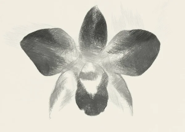 Arte Desenho Preto Branco Flor Orquídea — Fotografia de Stock