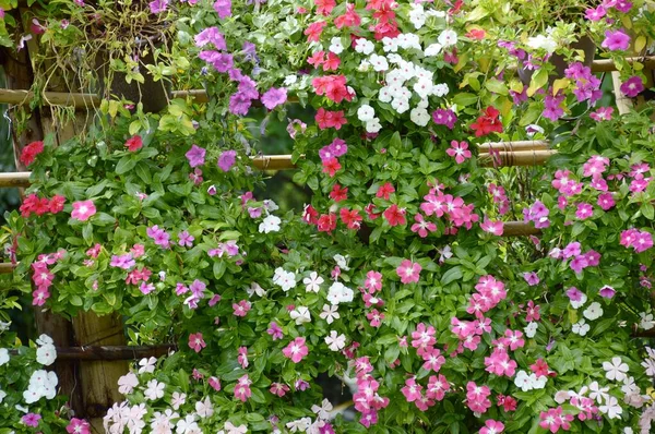 Bela Flor Catharanthus Roseus Jardim Natureza — Fotografia de Stock