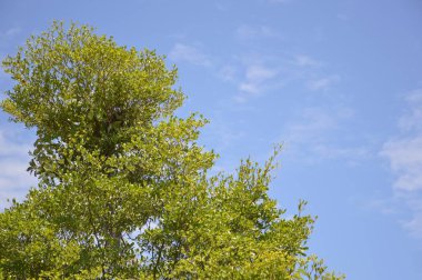 Terminalia Ivorensis yapraklarını kapatın.