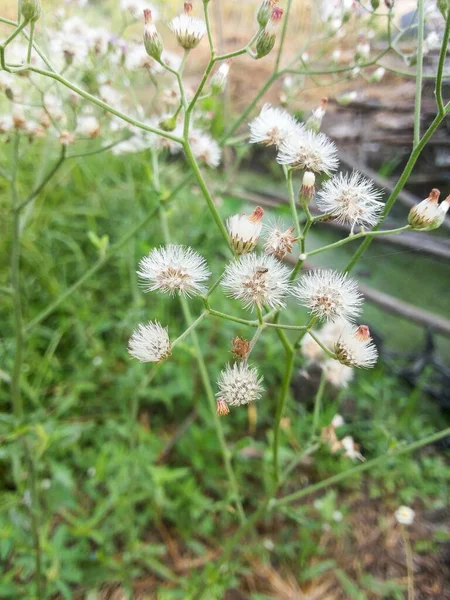 Närbild Lilla Ironweed Blomma Trädgården — Stockfoto