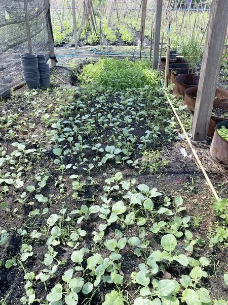 Gemüsegarten Aus Nächster Nähe Thailand — Stockfoto