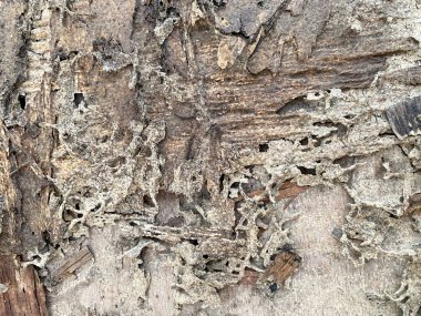 eski kırık ahşap doku arka planı