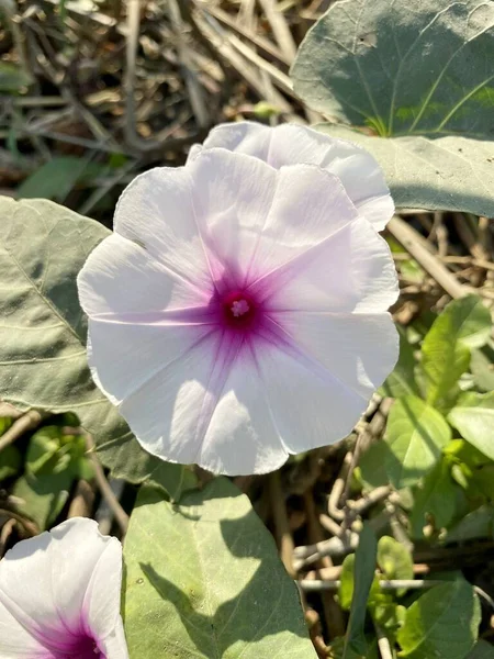 关闭大自然花园的晨光之花 — 图库照片