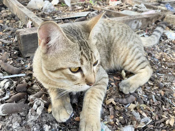 Χαριτωμένο Tabby Γάτα Στο Έδαφος — Φωτογραφία Αρχείου