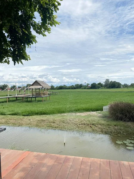 Campo Arroz Verde País Tailândia — Fotografia de Stock