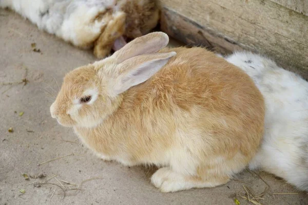 Lindo Conejo Piso Cemento — Foto de Stock