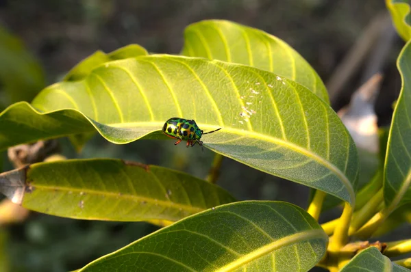 Coccinella — Foto Stock