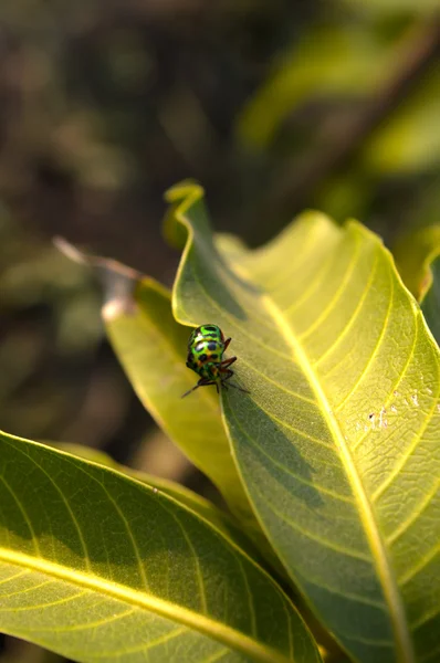 Coccinella — Foto Stock