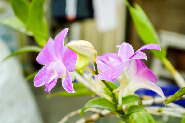 Flor de orquídea — Foto de Stock