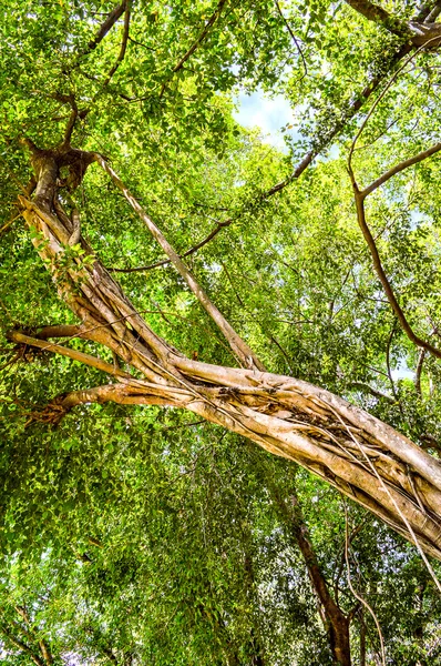 Árbol de Banyan — Foto de Stock