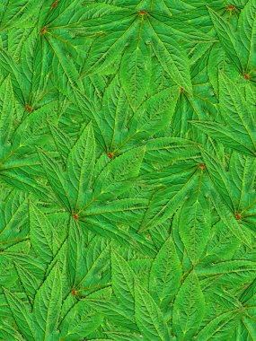 yeşil yapraklar arkaplan