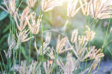 Parmak çim şişmiş