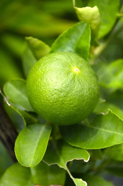 Taze limon — Stok fotoğraf