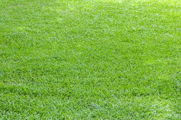 Green grass — Stock Photo, Image