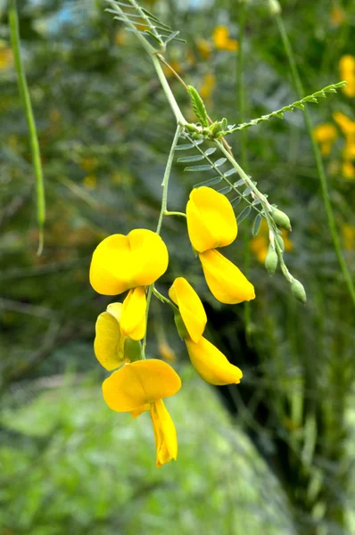 Sarı Sesbania çiçek — Stok fotoğraf