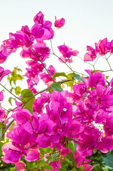 Pink Bougainvillea flower — Stock Photo, Image