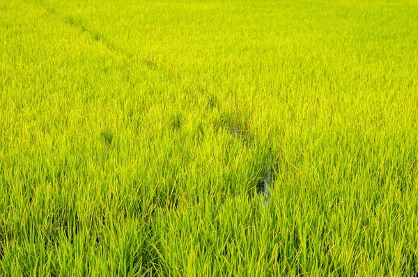 Árvore de arroz — Fotografia de Stock