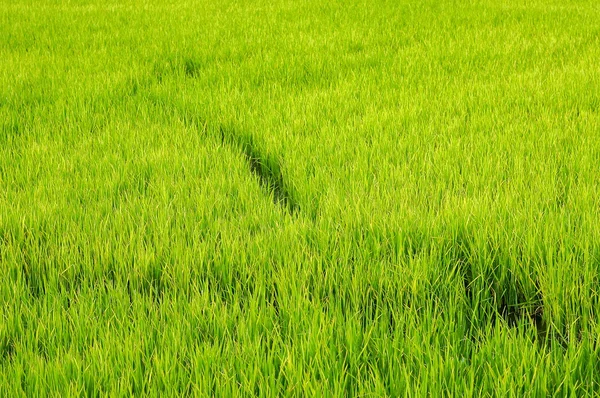 Árvore de arroz — Fotografia de Stock