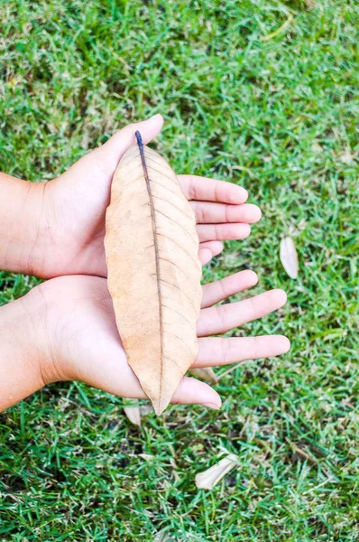 Dry leaves — Stock Photo, Image